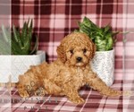 Small #3 Cavapoo