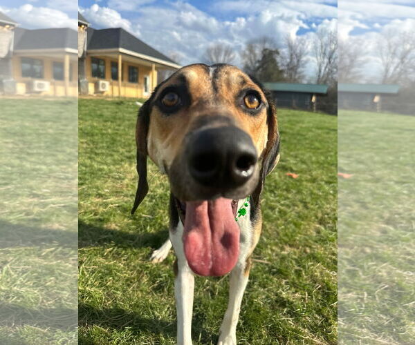 Medium Photo #7 Treeing Walker Coonhound-Unknown Mix Puppy For Sale in Germantown, OH, USA