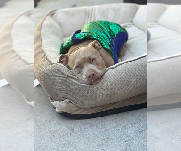 Medium Photo #3 American Staffordshire Terrier-Unknown Mix Puppy For Sale in Lake Forest, CA, USA