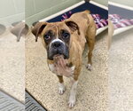 Small #6 Boxer