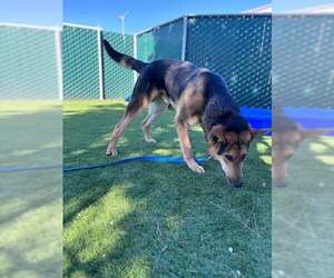 German Shepherd Dog Dogs for adoption in San Bernardino, CA, USA
