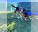TUCKER - Male German Shepherd Dog Dog for Adoption - Small photo