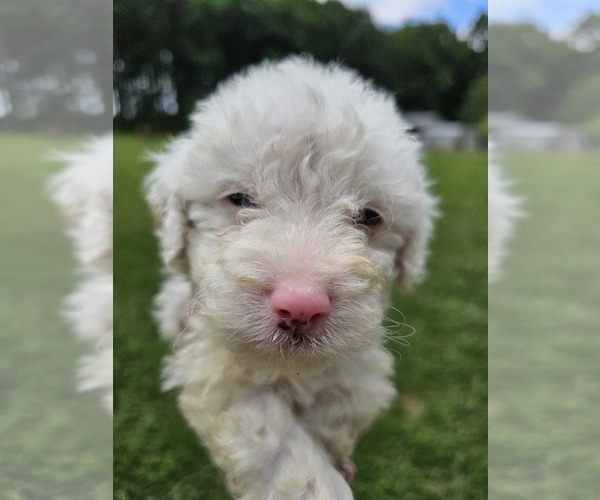 Medium Photo #7 Aussiedoodle Miniature  Puppy For Sale in LEXINGTON, NC, USA