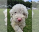 Small #6 Aussiedoodle Miniature 