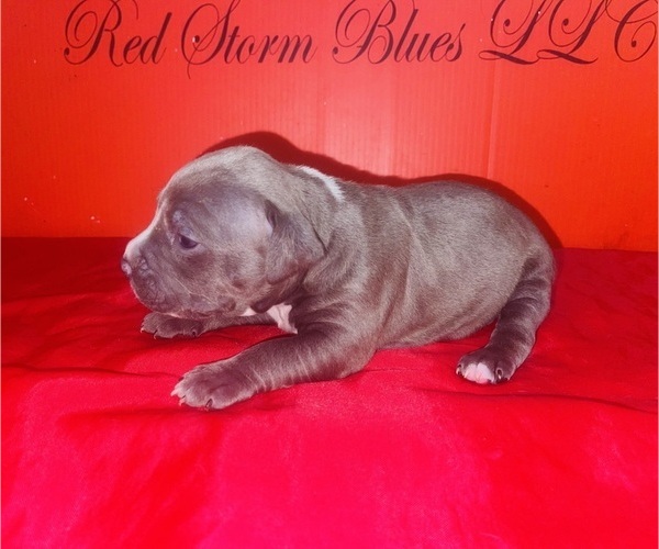 Medium Photo #24 American Pit Bull Terrier Puppy For Sale in TRENTON, NJ, USA