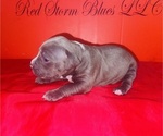 Small Photo #24 American Pit Bull Terrier Puppy For Sale in TRENTON, NJ, USA