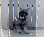 Small Photo #6 Schnauzer (Miniature) Puppy For Sale in CANOGA, NY, USA
