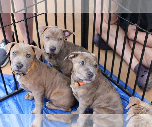 Medium Photo #3 American Pit Bull Terrier-American Staffordshire Terrier Mix Puppy For Sale in Holly Springs, NC, USA