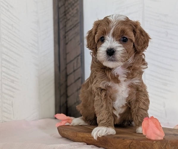 Medium Photo #2 Cavapoo (Miniature) Puppy For Sale in GOSHEN, IN, USA