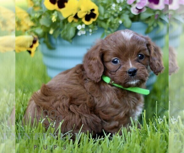 Medium Photo #4 Cavapoo (Miniature) Puppy For Sale in QUARRYVILLE, PA, USA