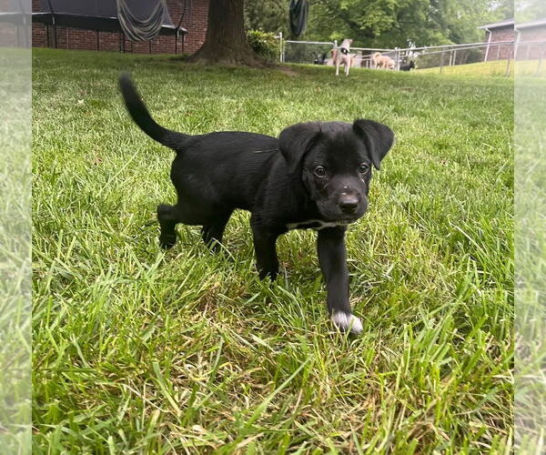 Medium Photo #3 Labrador Retriever-Unknown Mix Puppy For Sale in Germantown, OH, USA