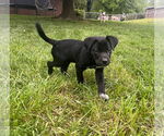 Small #2 Labrador Retriever Mix