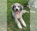 Puppy 2 Aussiedoodle
