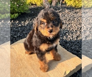 Shorkie Tzu Puppy for sale in INDIANAPOLIS, IN, USA
