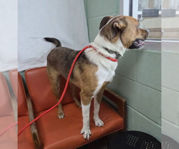 Medium Photo #2 Boxer-Unknown Mix Puppy For Sale in Martinsburg, WV, USA