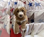 Small #2 Australian Labradoodle-Bernedoodle Mix