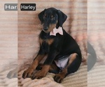 Small #2 Doberman Pinscher