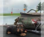Puppy 3 Dachshund