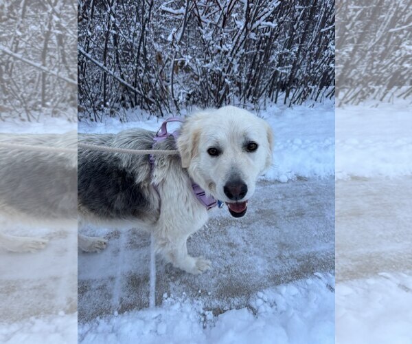 Medium Photo #1 German Shepherd Dog-Great Pyrenees Mix Puppy For Sale in Winter Park, CO, USA