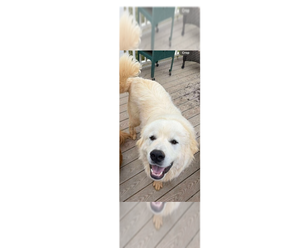Medium Photo #1 Great Pyrenees Puppy For Sale in Greenbelt, MD, USA