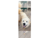 Small Great Pyrenees