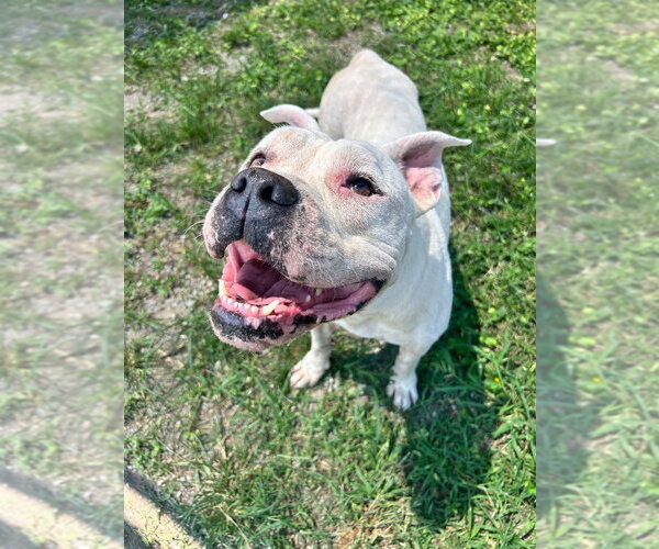 Medium Photo #4 Mutt Puppy For Sale in Abbeville, LA, USA