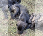 Small Photo #2 Mastiff Puppy For Sale in VILLA RICA, GA, USA