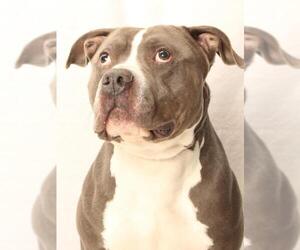 Mutt Dogs for adoption in Burbank, CA, USA