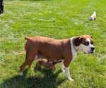 Small #8 Boxer