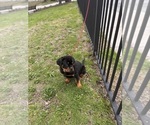 Small #2 Rottweiler