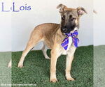 Small German Shepherd Dog Mix