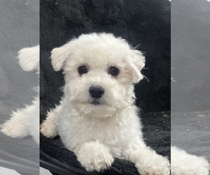 Bichpoo Puppy for sale in CANOGA, NY, USA
