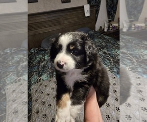 Miniature Australian Shepherd Puppy for sale in WADESBORO, NC, USA