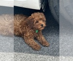 Small Photo #1 Cavapoo-Poodle (Miniature) Mix Puppy For Sale in ATGLEN, PA, USA