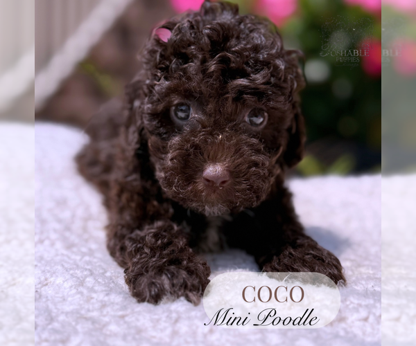 Medium Photo #3 Poodle (Miniature) Puppy For Sale in ELMHURST, IL, USA
