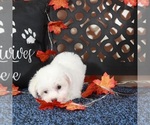 Small #4 Bichpoo