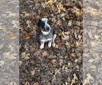 Small #1 Australian Cattle Dog
