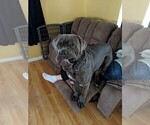 Small Photo #1 Boxer-Cane Corso Mix Puppy For Sale in CONTOOCOOK, NH, USA