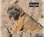 Small #3 Cane Corso
