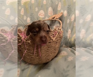 Dachshund Puppy for sale in DENHAM SPRINGS, LA, USA