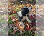 Small Photo #11 Australian Shepherd-F2 Aussiedoodle Mix Puppy For Sale in RALEIGH, NC, USA