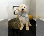 Small Photo #20 Goldendoodle Puppy For Sale in SAINT LOUIS, MO, USA