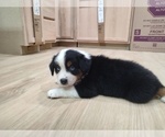 Small Photo #19 Australian Shepherd Puppy For Sale in TUSCUMBIA, AL, USA