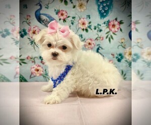 Maltese Puppy for sale in WINNSBORO, LA, USA