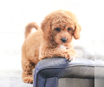 Small Photo #17 Goldendoodle Puppy For Sale in SYRACUSE, IN, USA
