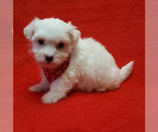 Medium Photo #3 Coton de Tulear Puppy For Sale in BUFFALO, MO, USA