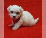 Small Photo #3 Coton de Tulear Puppy For Sale in BUFFALO, MO, USA