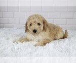 Small Photo #2 Bichpoo Puppy For Sale in SUGARCREEK, OH, USA