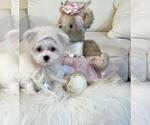 Small #13 Maltese