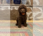 Puppy Marigold Goldendoodle